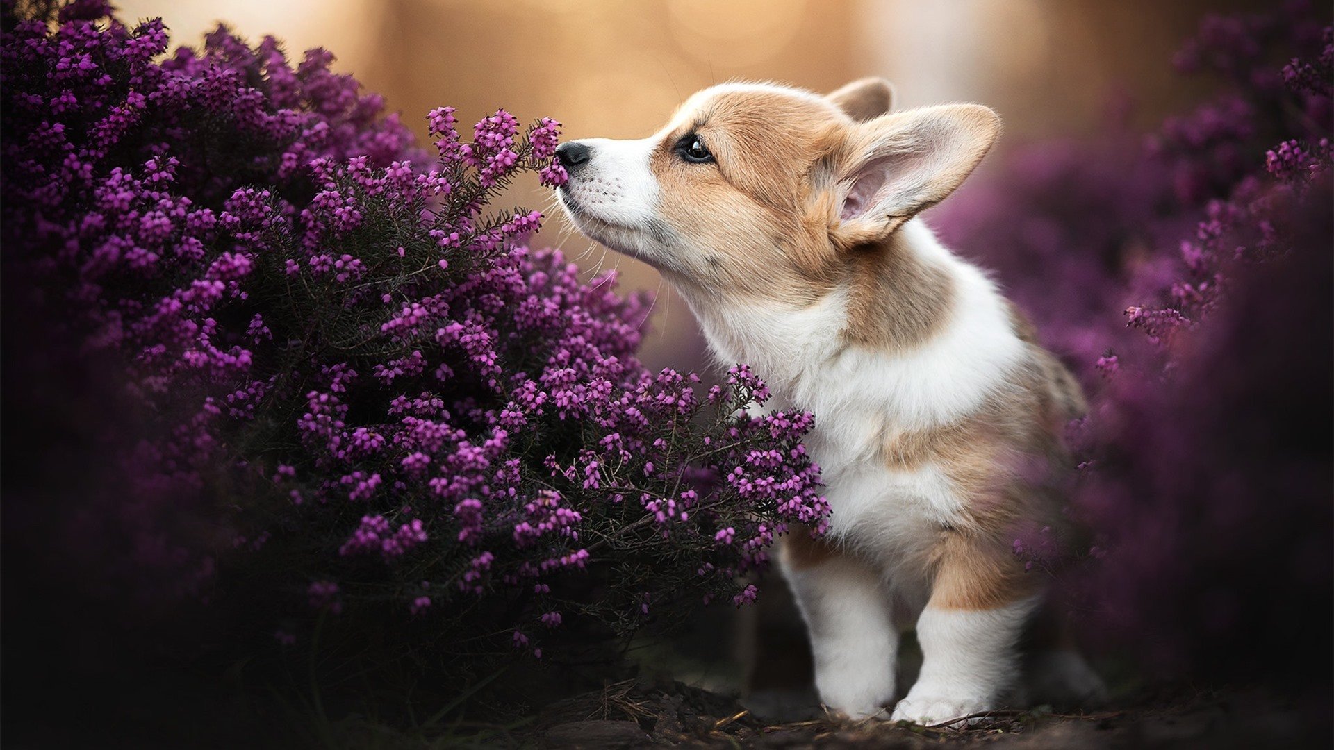 2016年第三轮：库里在关键战中三分绝杀，带领勇士差点翻盘成功，库里2016年西决超远三分是哪一场