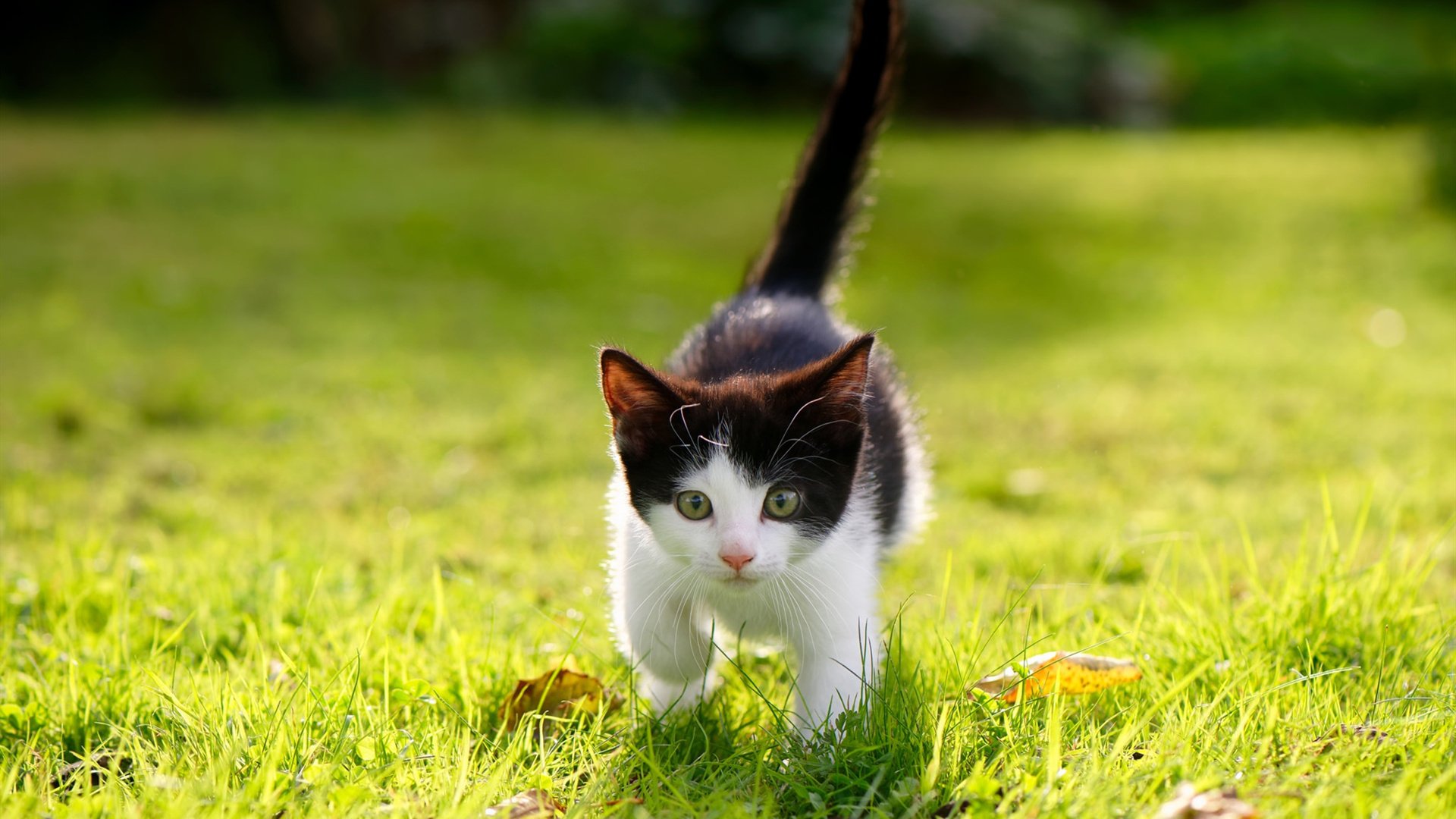 _全民篮球挑战:街头、社区同步火热_,全民篮球改成什么了