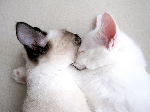 九游网页版官网-“战术布局：赛前布局决定胜负”，如何做好赛前的战术心理准备