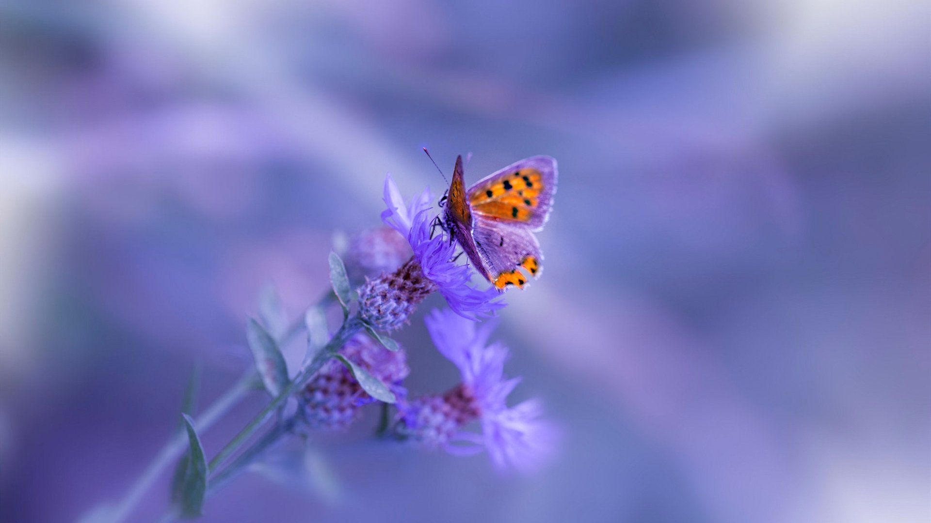 “战术布局：赛前布局决定胜负”，如何做好赛前的战术心理准备