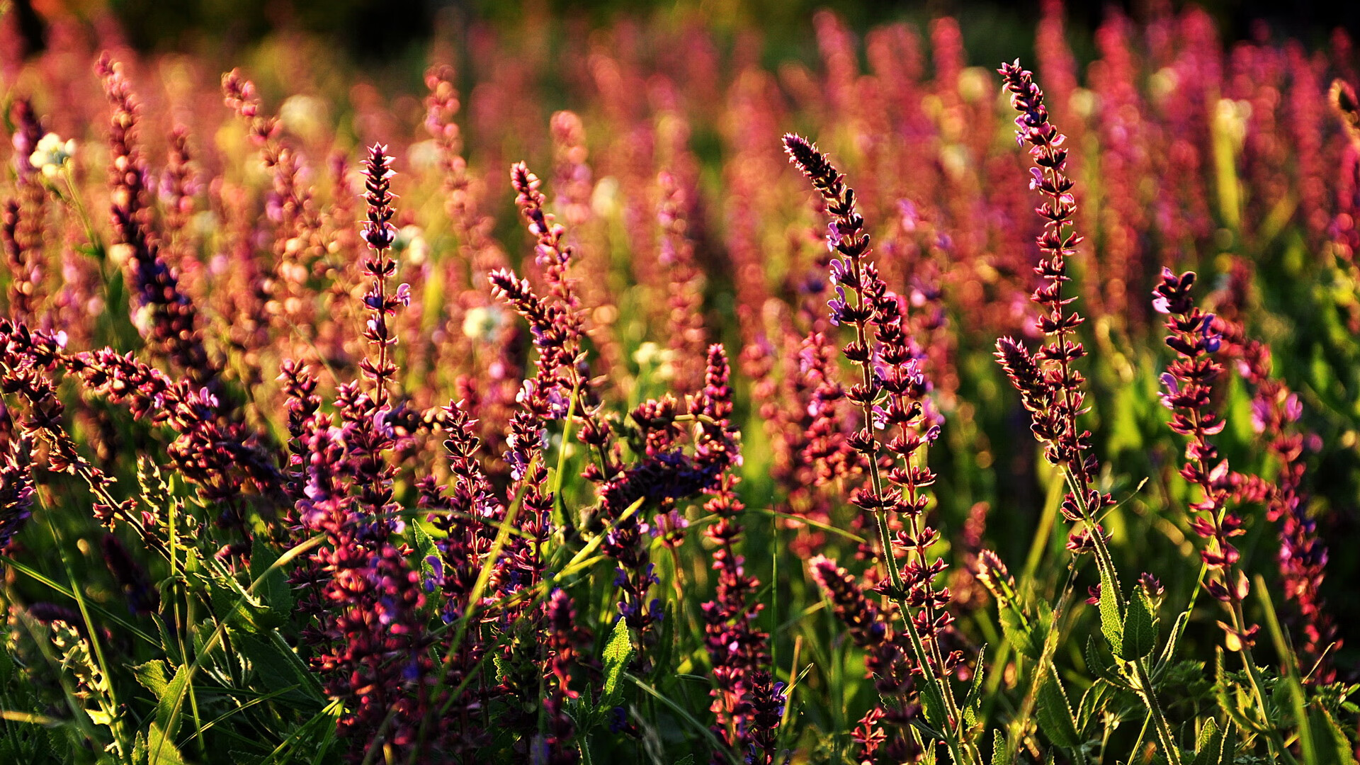 “攻防双绝:联盟中最具压迫感的防守战术揭秘”,联盟防守效率球队排名