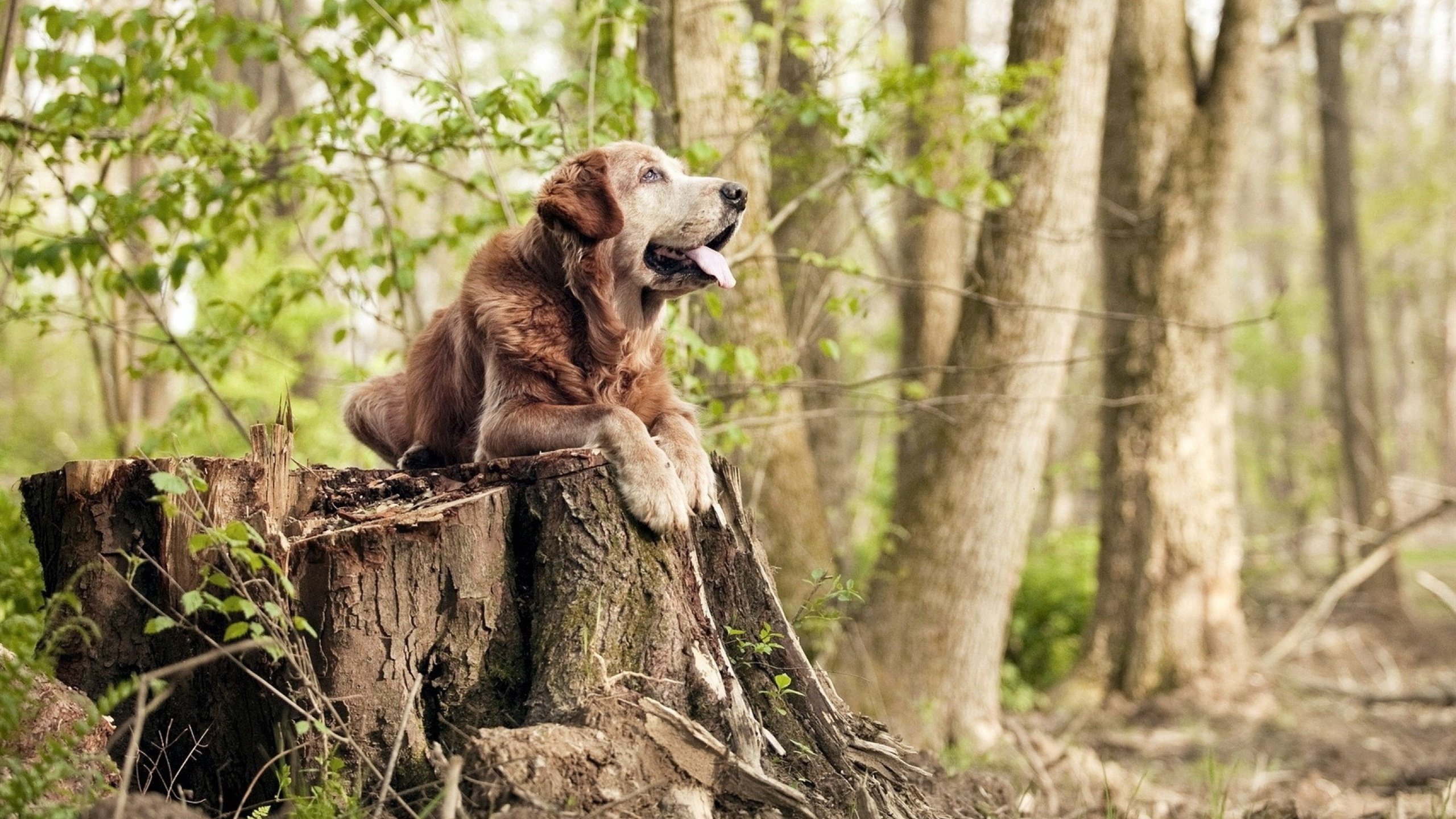 《Rookie:Interview获赞新一代最具潜力中单》,rookie最强是哪个赛季