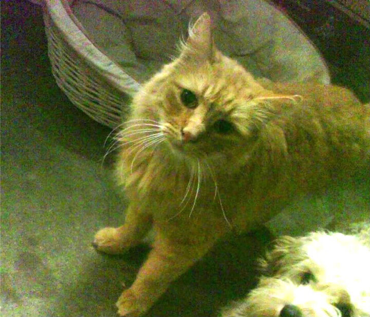 哥伦比亚青少年马术选手在2024年全国青少年马术锦标赛中表现出色,获得多项荣誉。