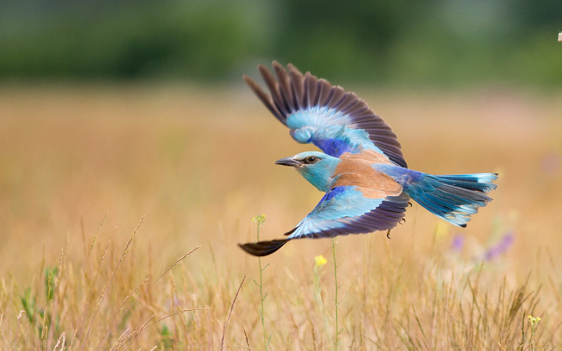 多特蒙德加时赛绝杀送别欧冠之旅,多特蒙德状态火爆锁定德甲半程冠军,全队身价首破5亿