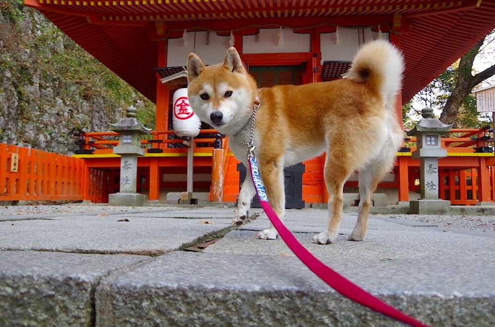 九游登录中心-战术天才：那些改变战局的创新战术分析，战术天才全集