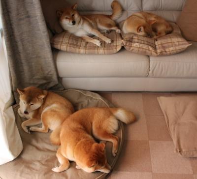 九游9游-泰国马术协会设立青少年马术奖学金，支持优秀学员发展。，泰国马术俱乐部