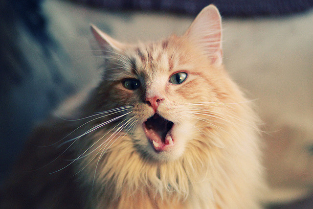 球场奇迹:历史上最难以置信的逆转战役,球场事件