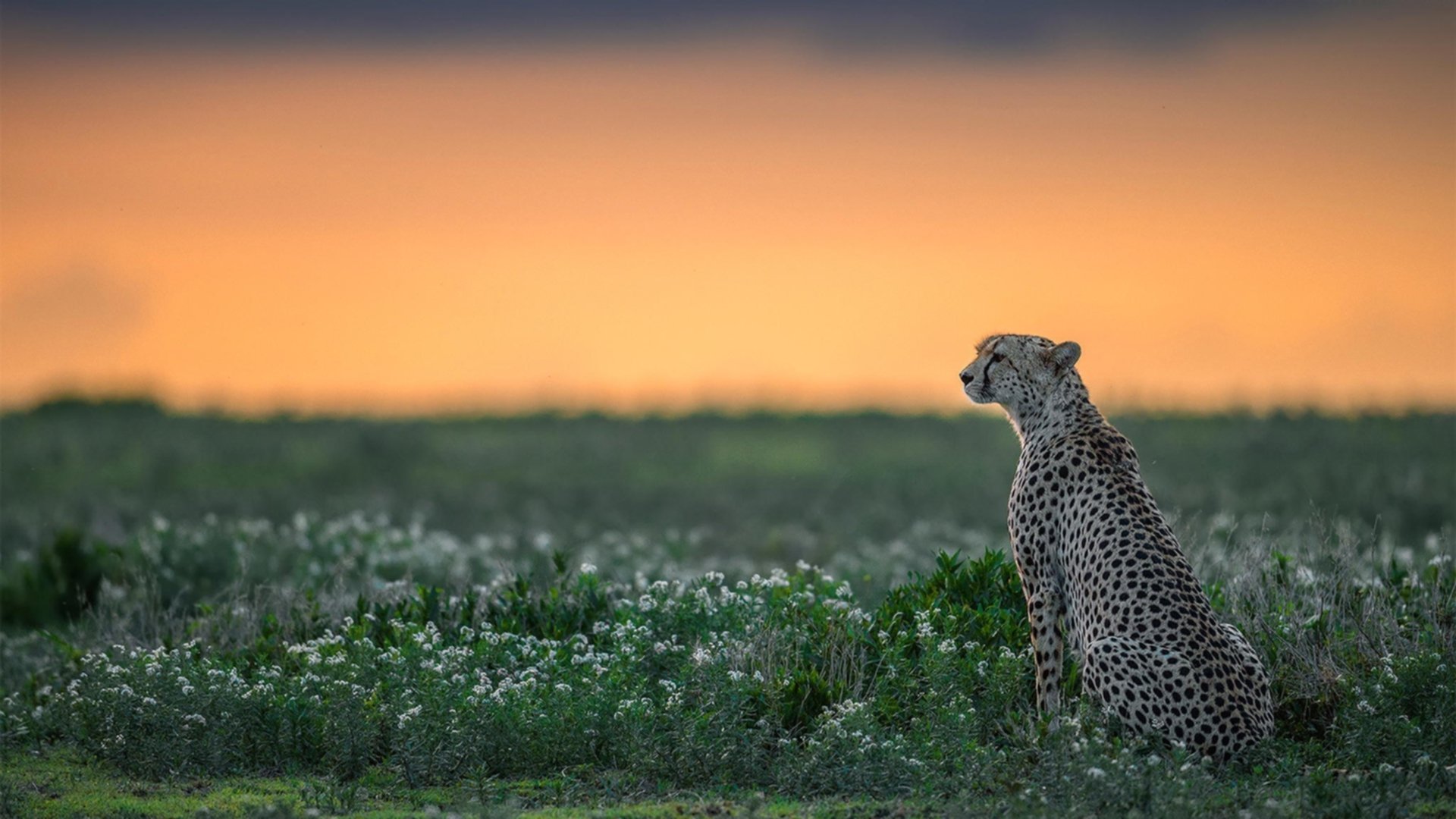 九游（jiuyou.com）游戏-科技引领：虚拟实境开启沉浸式联赛体验，沉浸性虚拟现实设备有