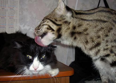 九游APP官网-詹姆斯多次三双，继续写下巅峰传说！，詹姆斯几次三双