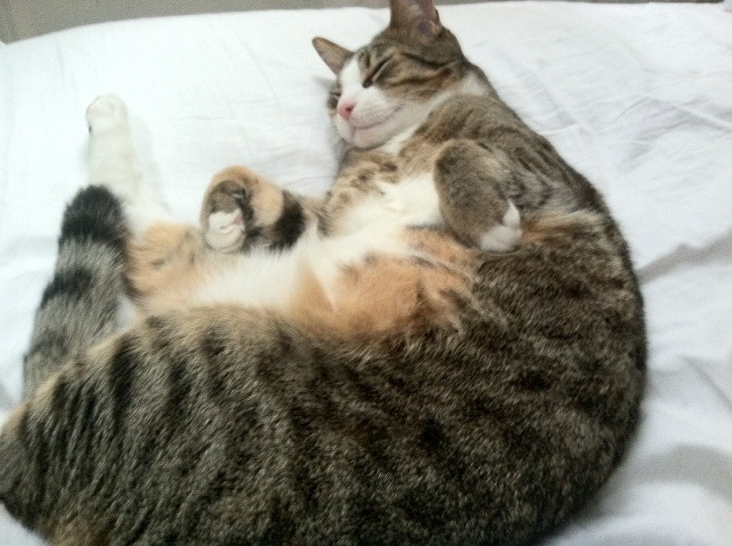 九游网页版入口-切尔西女足10连胜领跑英超积分榜，切尔西英超比赛