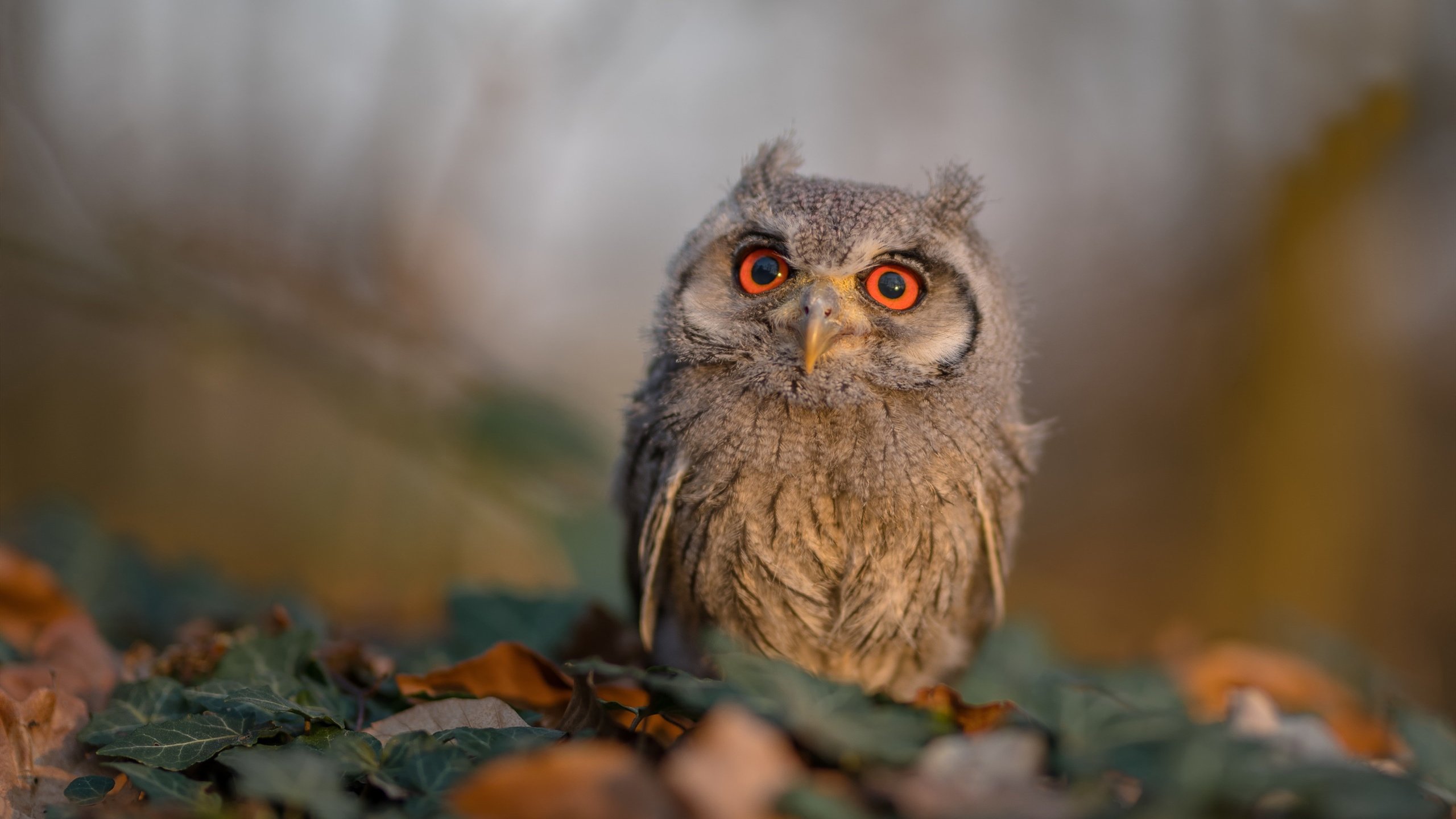 九游娱乐官网 (JIUYOU)-欧洲足球大战再度上演，谁能笑到最后？，欧洲的足球比赛