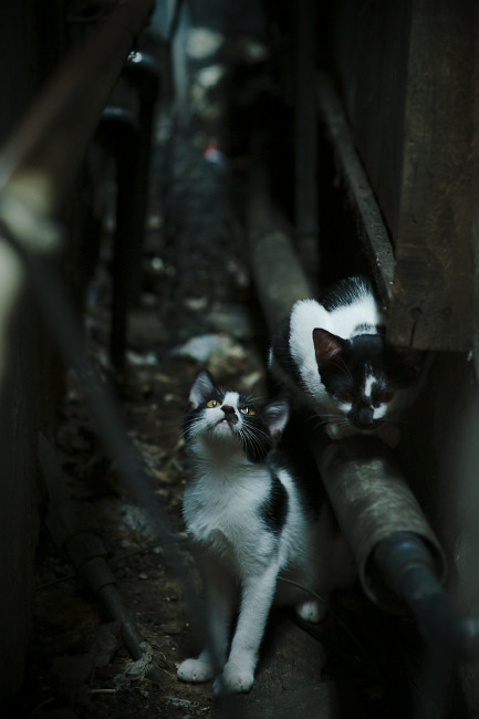 中国篮球联赛品牌建设及粉丝经济研究,国内篮球职业联赛