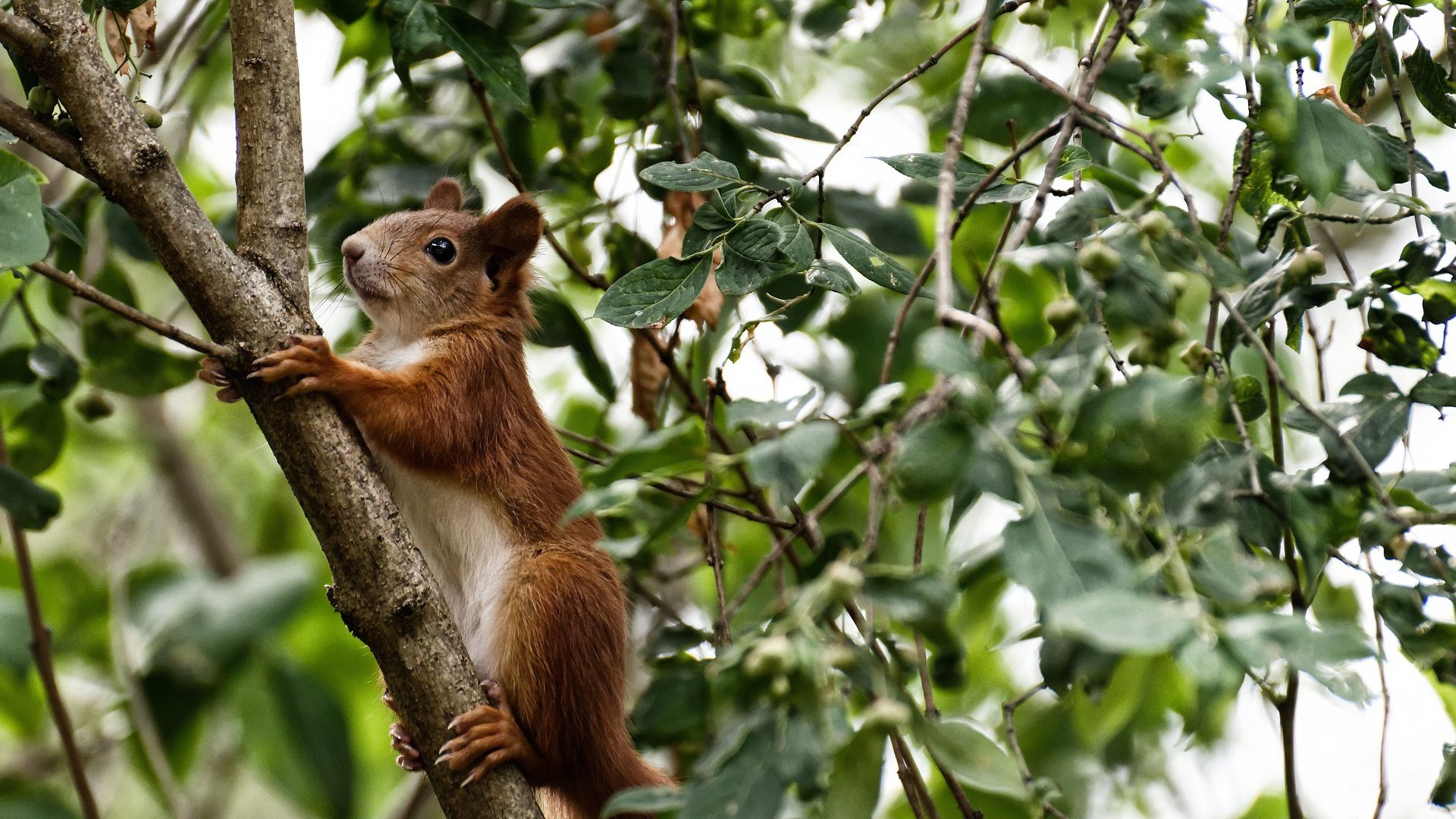 九游app官网下载-中超赛季球队净进球趋势图表，中超赛季球队净进球趋势图表最新