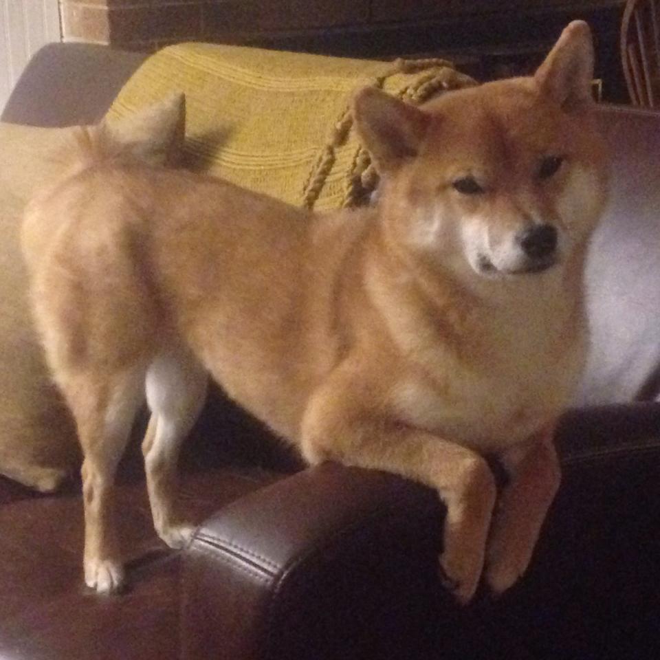 赛季最大悬念:谁能打破传统豪门的垄断?,新赛季胜率最高英雄