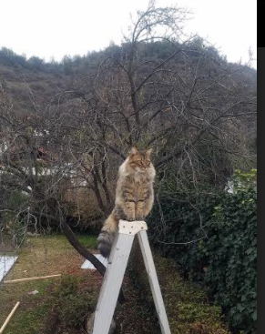 北京鸭防守效率提升成为全联盟标杆,z型北京鸭