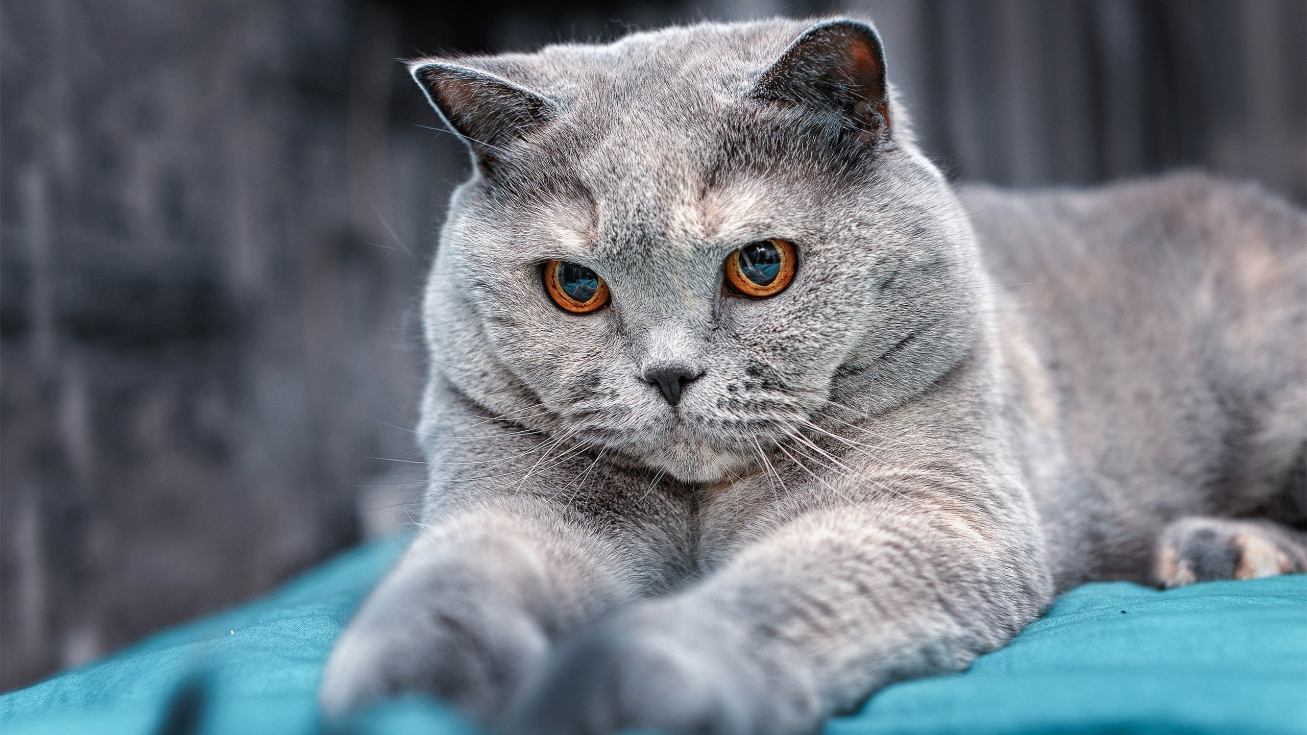 九游jiuyou-王者荣耀赛事热度不减成为主流观赛选择，王者荣耀 观赛