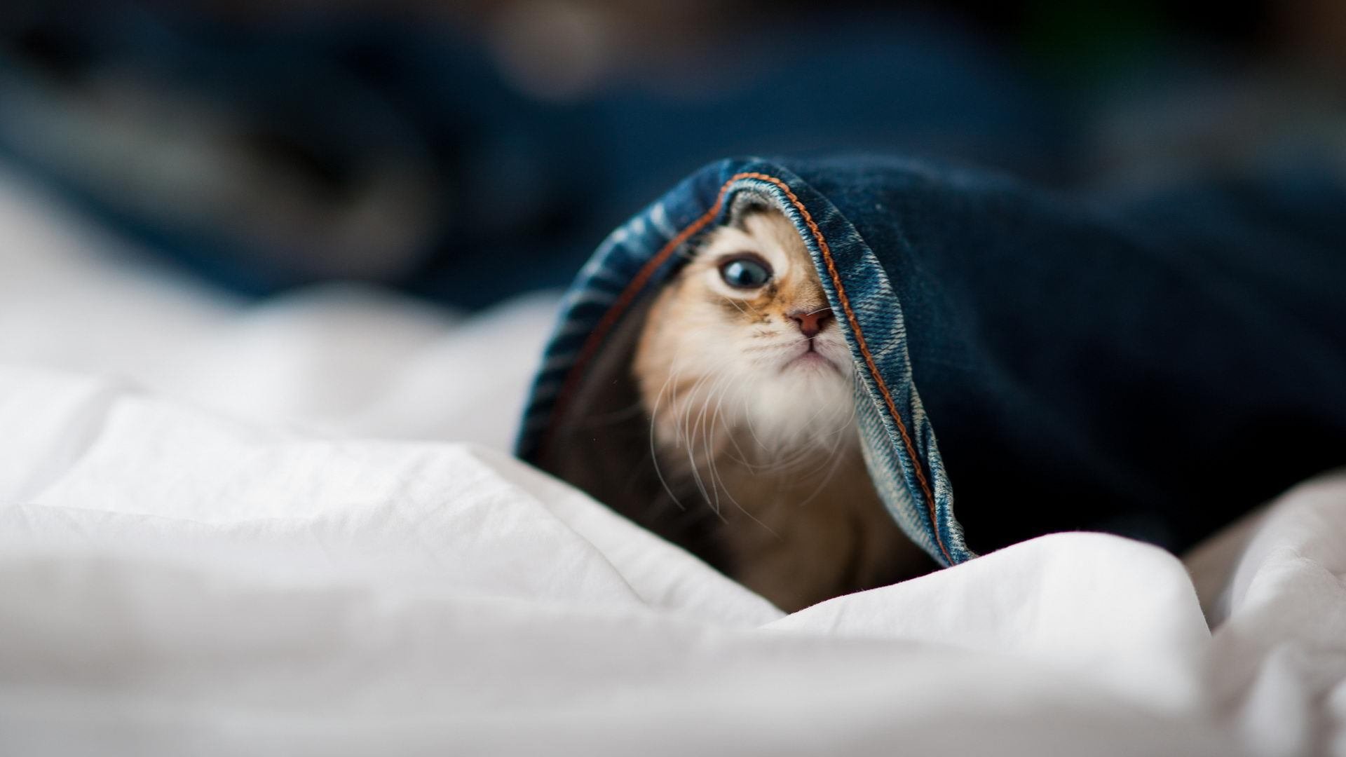 体育新闻中心发布体育新闻信息采编伦理指导规范,体育新闻的要求