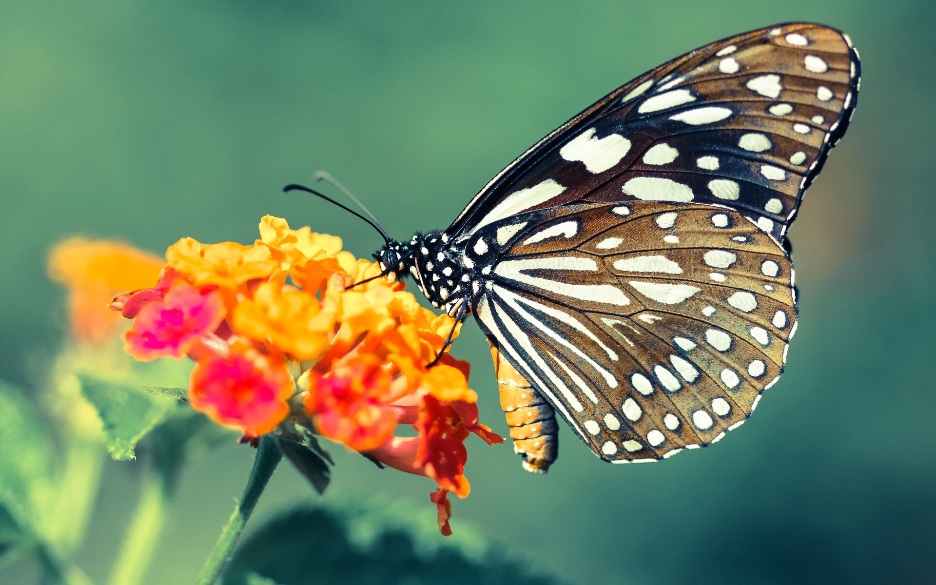 九游-张雨霏混合泳稳定发挥，张雨霏 混合泳