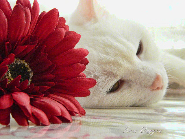 九游娱乐-掘金全队三分手感火热命中率达五成，掘金队队史最高分