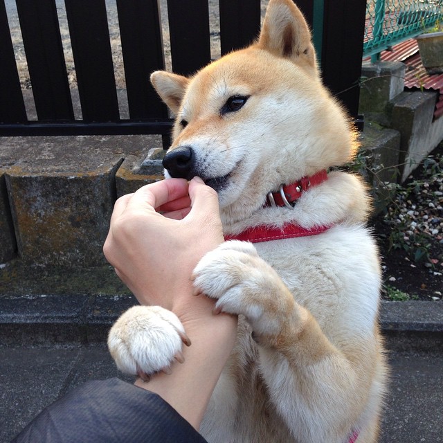 职业篮球俱乐部开设官方训练营推广篮球教学标准化，篮球俱乐部培训业务方案